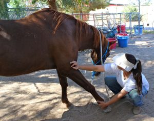 Horse Massage